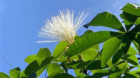 馬拉巴栗開花|馬拉巴栗 (護理, 特徵, 文化, 圖片)